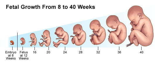 When Does My Baby’s Heartbeat Start During Pregnancy?