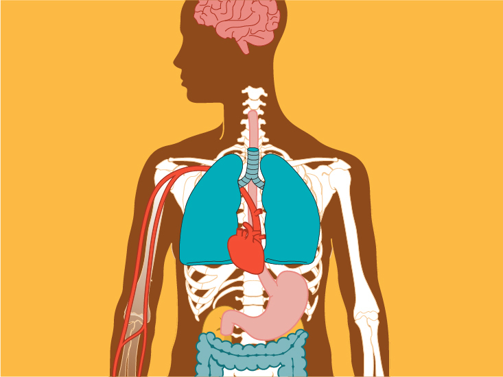 How Does Alcohol Affect the Body?