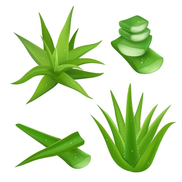 aloe-vera