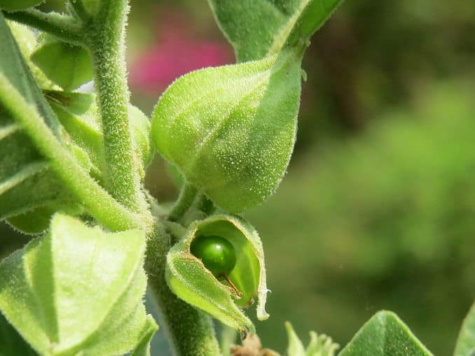 8 Ways Ashwagandha Support Your Stress Problems