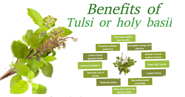 Basil ( Tulsi ) Leaves Health Benefits