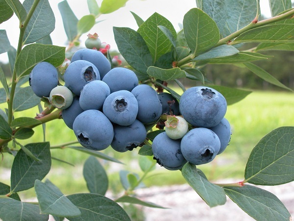 Blueberry Bliss: Yogurt-Free Smoothie Recipe