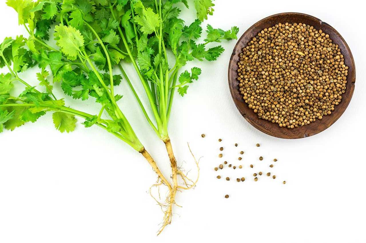 Medicinal Uses Of Coriander