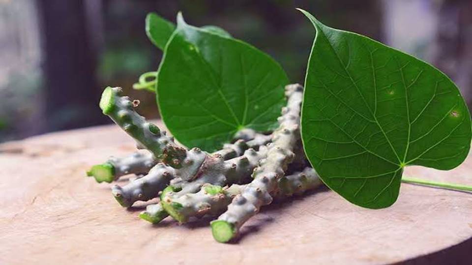Health Benefits of Giloy