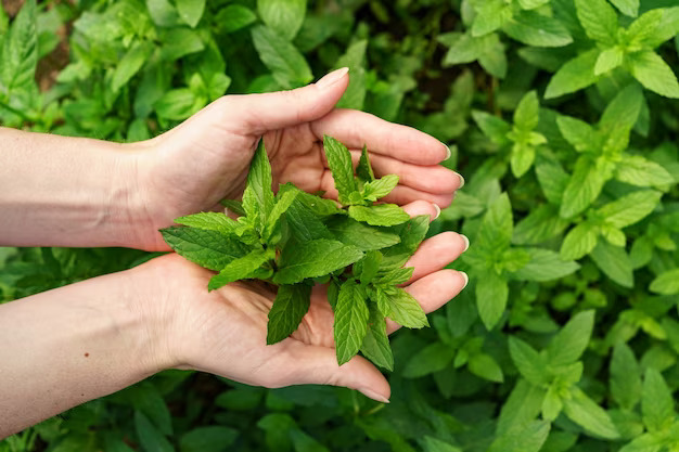 Health Benefits of Peppermint