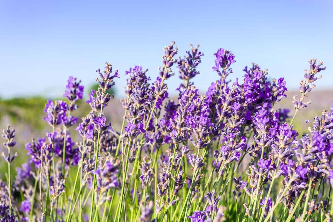 Health Benefits of Lavender