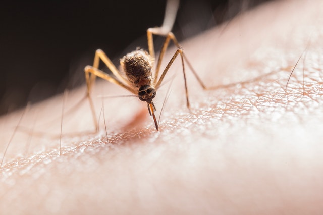 Malaria V/s Dengue