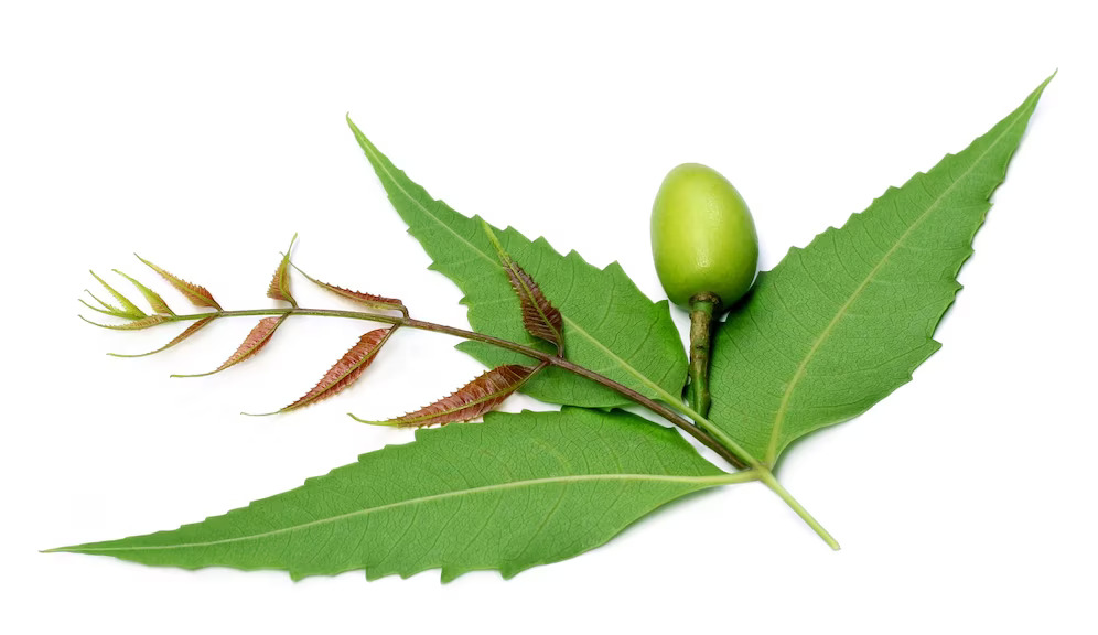 Health Benefits Of Neem Tree Leaf, Seed, Bark, Flowers