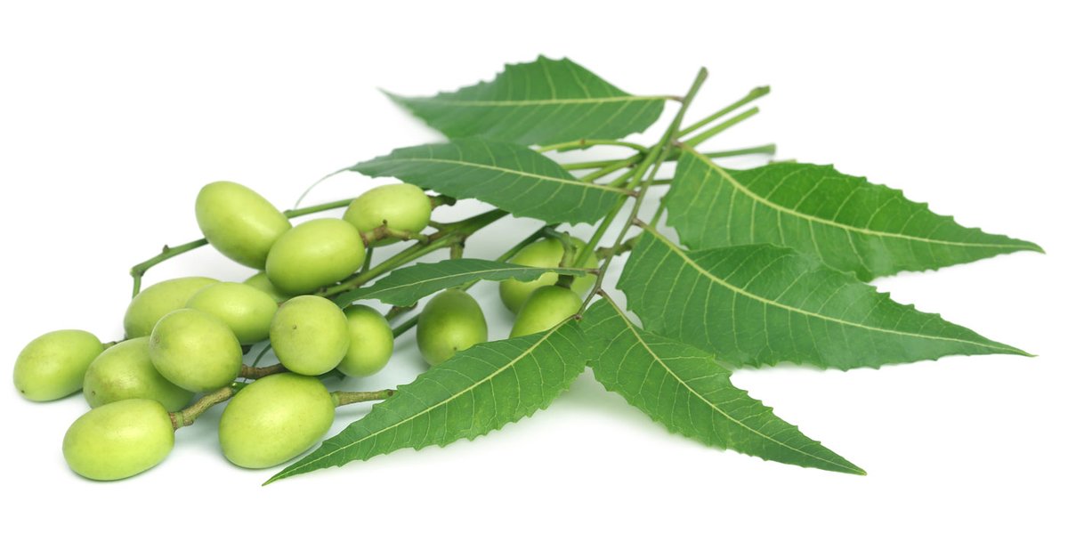 neem1