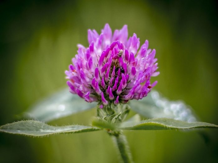 Health Benefits of Red Clover